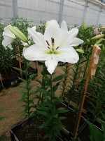 [3454 Pearl Queen No101.JPG]